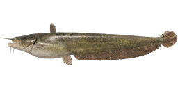 Šamas