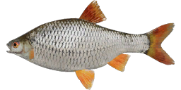 Kuoja