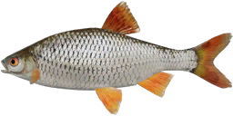 Kuoja