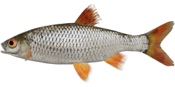 Kuoja