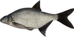 Kaspijinis karšis