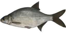 Kaspijinis karšis