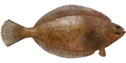 American plaice