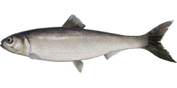 Kessler's Herring