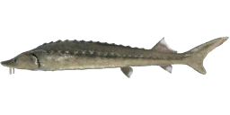 Ladoga sturgeon