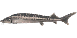 Persian Sturgeon