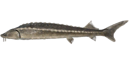 Russian Sturgeon