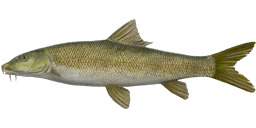 Short-headed Barbel