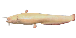 Albino Catfish