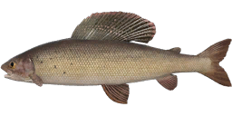 Arctic Grayling