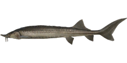 East Siberian Sturgeon